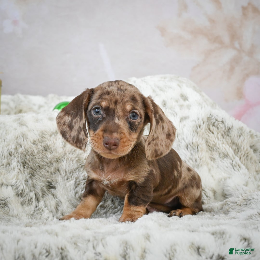 Miniature Dachshund dogs for sale: Miles - Ad 6