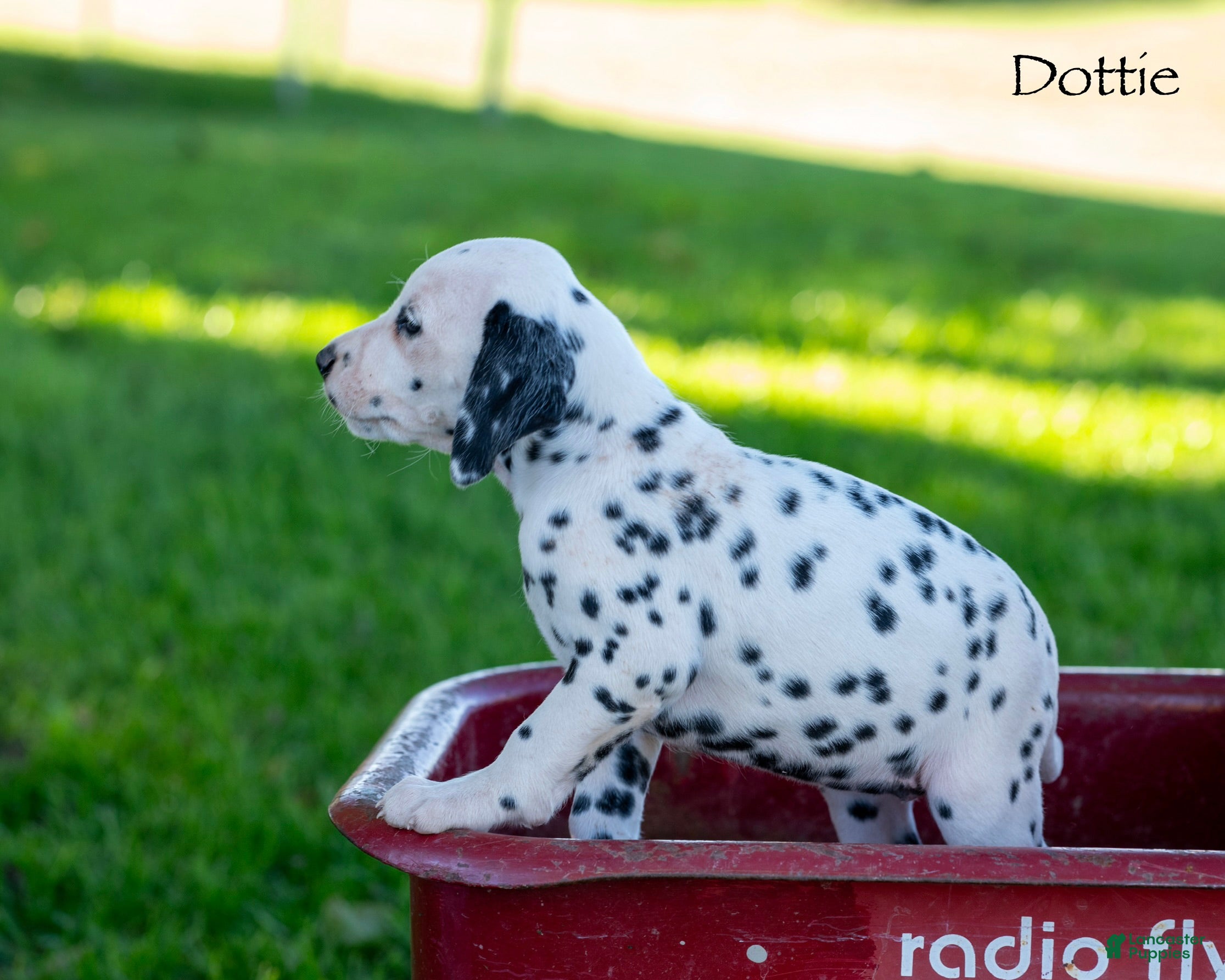 Dalmatian dogs Dotty - Ad 2