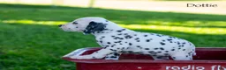 Dalmatian dogs for sale: Dotty - Ad 2