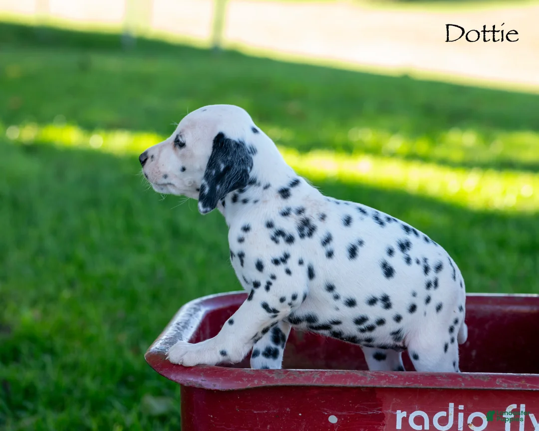 Dalmatian dogs for sale: Dotty - Ad 2