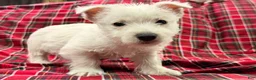 West Highland Terrier dogs for sale: Kollyn  - Ad 2