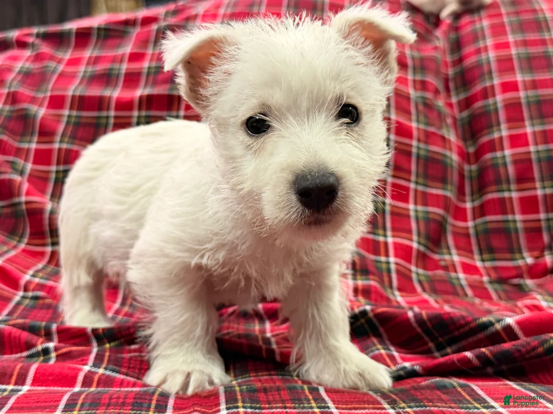 West Highland Terrier dogs for sale: Kollyn  - Ad 2