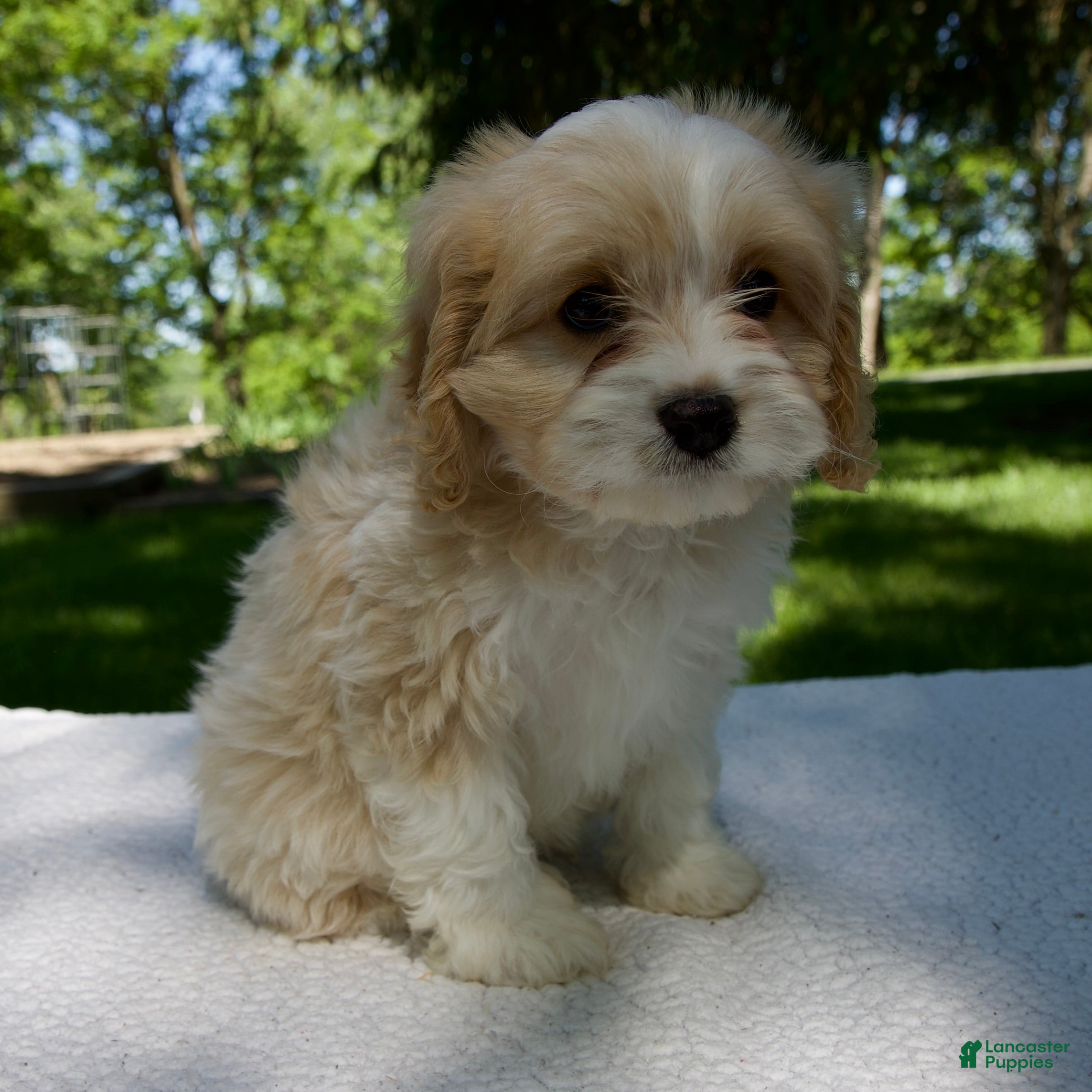 Cavapoo dogs for sale: Elvis - Ad 2