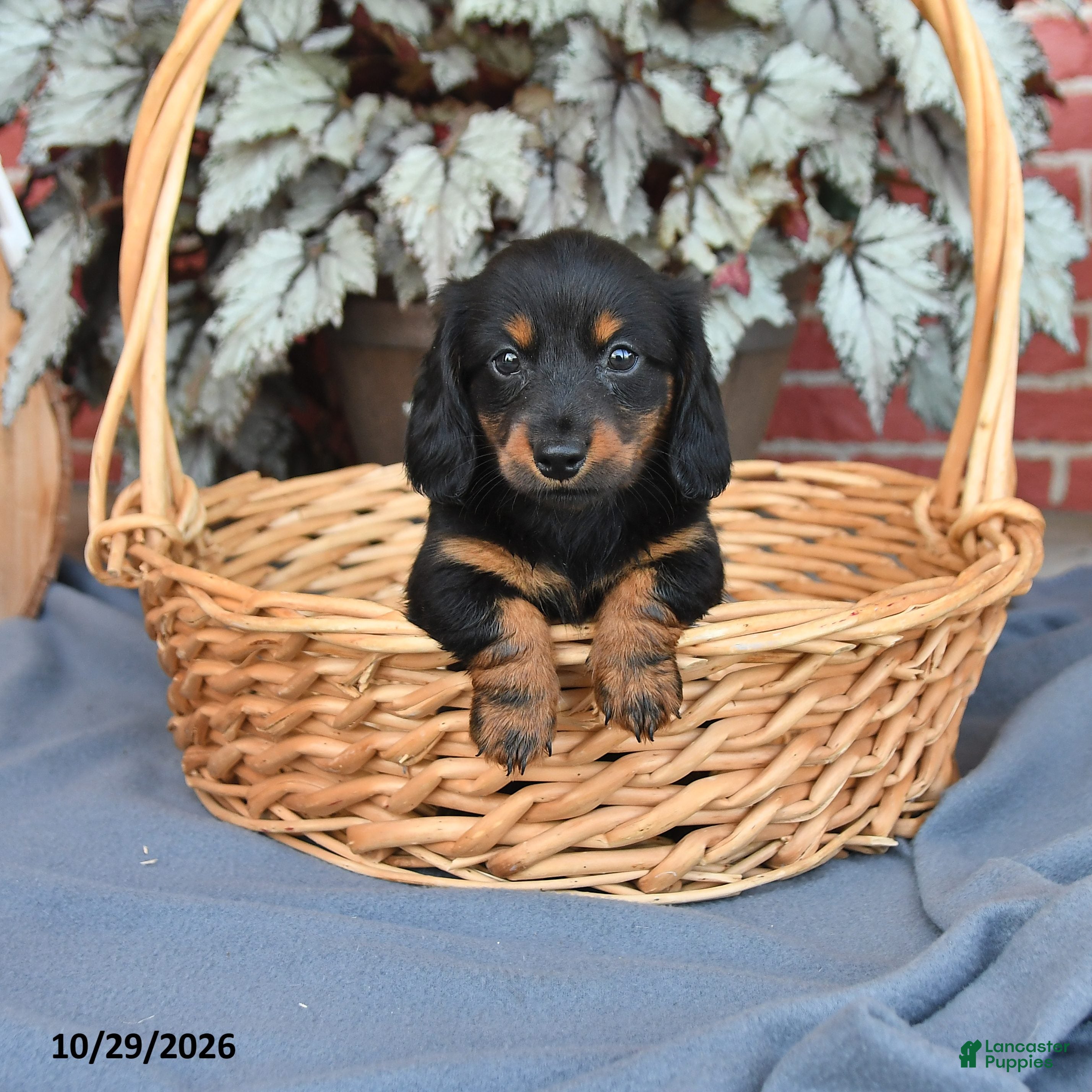 Miniature Dachshund dogs for sale: Midnight - Ad 1