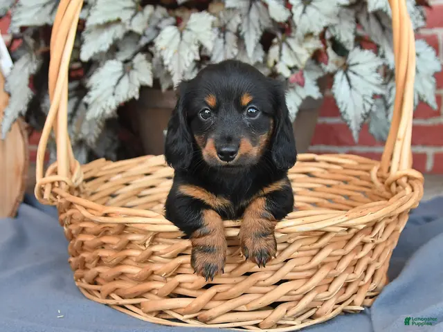 Miniature Dachshund dogs for sale: Midnight - Ad 1