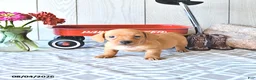 Miniature Dachshund dogs for sale: Tyler - Ad 3