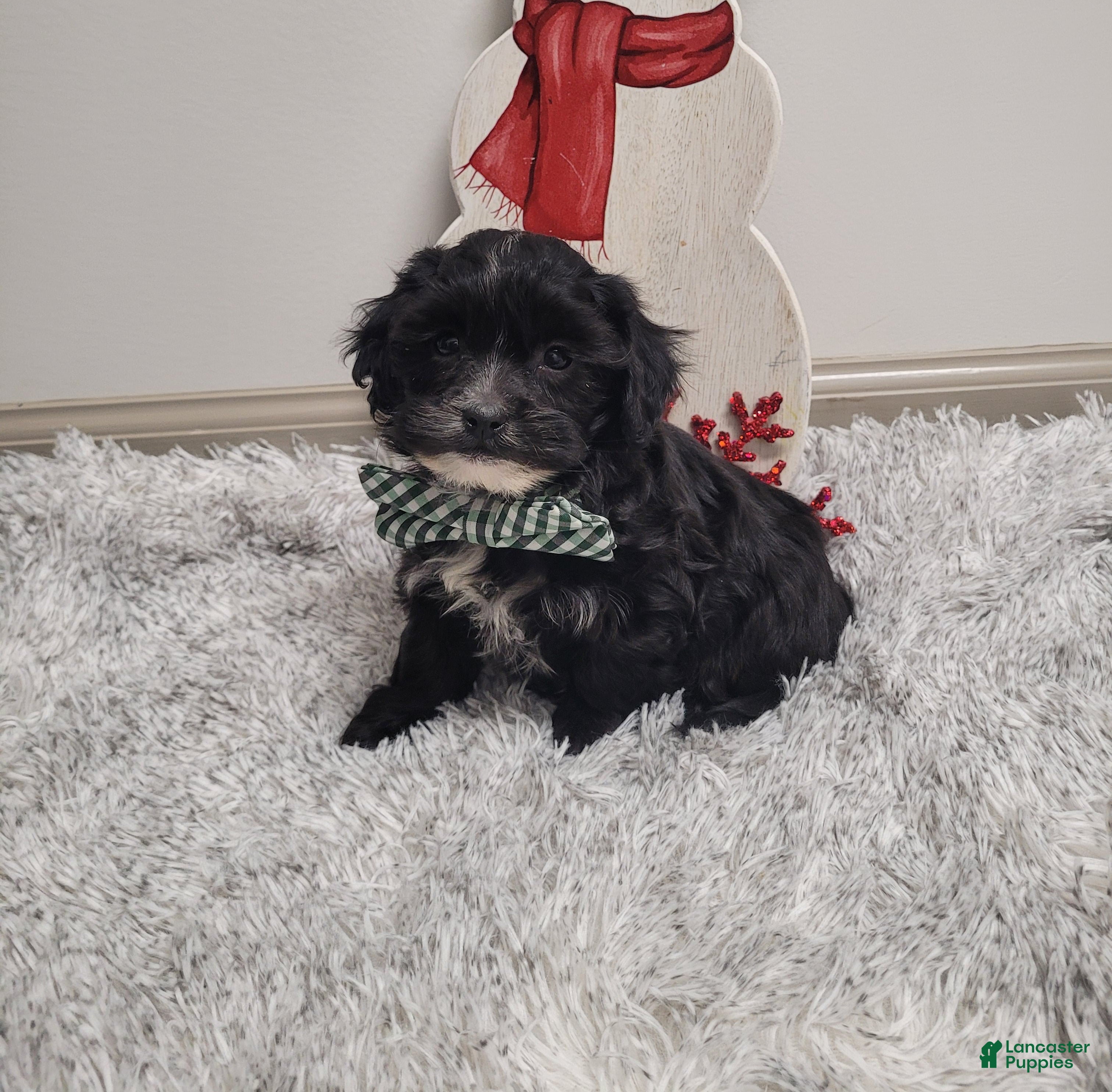 Shihpoo dogs Stormy - Ad 8