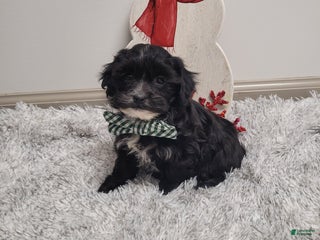 Shihpoo dogs Stormy - Ad 8