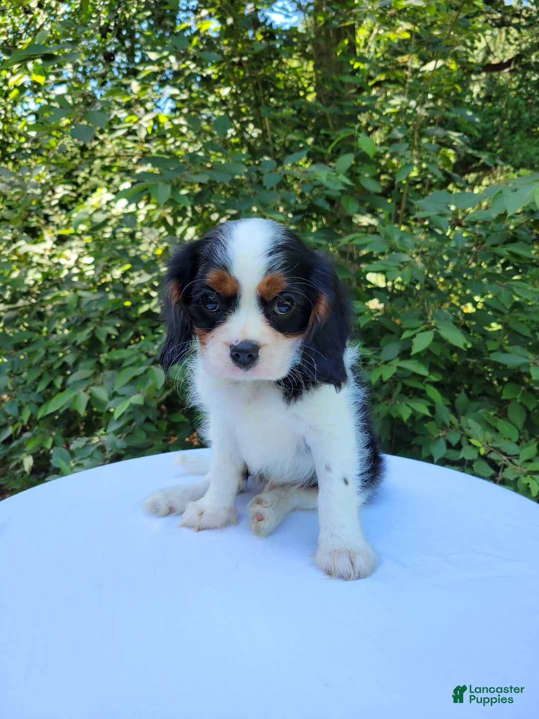 Gallery Image {{count}}