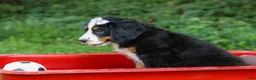 Bernese Mountain Dog dogs for sale: SOPHIE - Ad 9