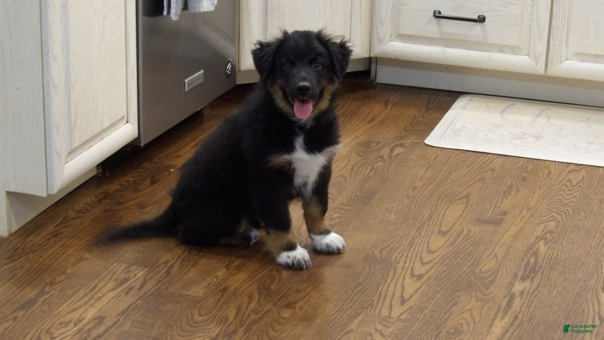 Australian Shepherd dogs Dusty - Ad 1