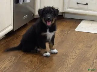 Australian Shepherd dogs for sale: Dusty - Ad 2