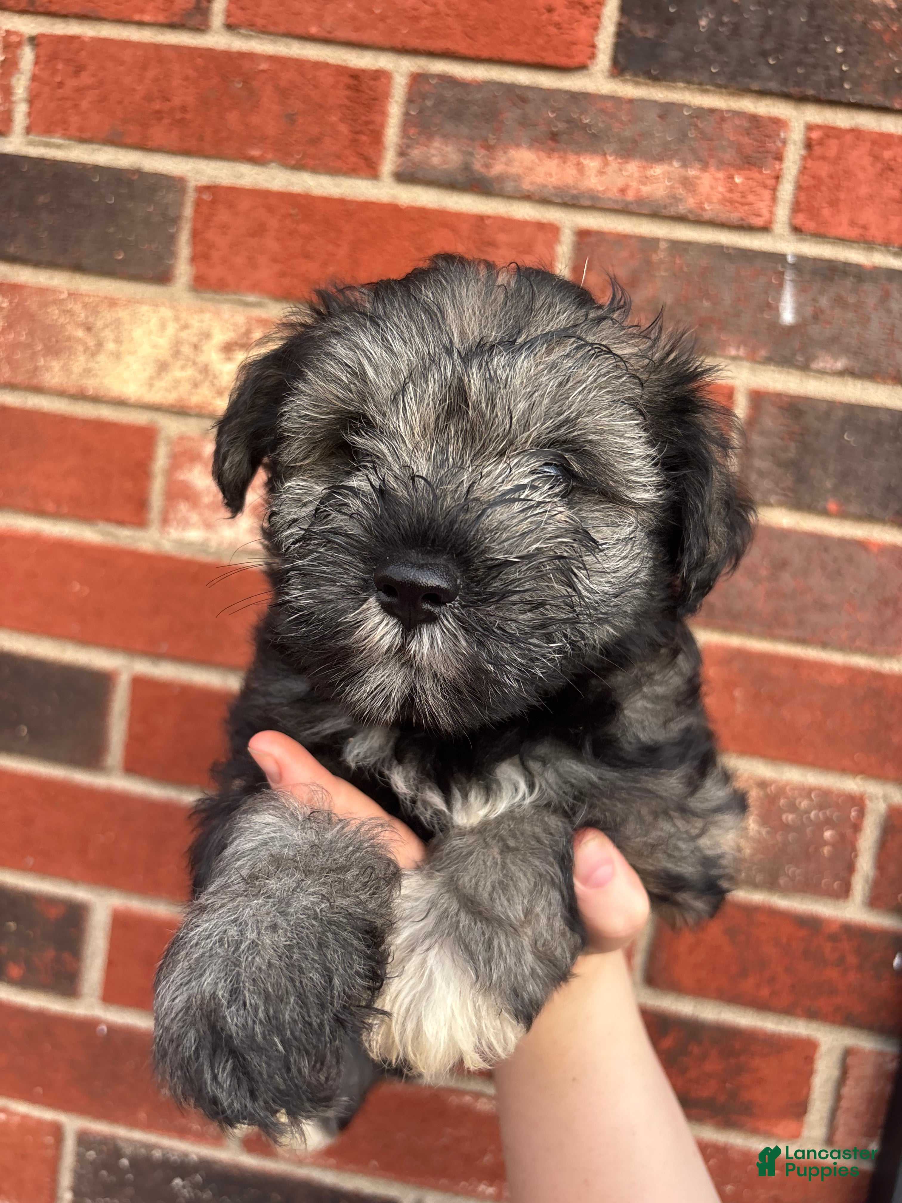 Miniature Schnauzer dogs Miniature Schnauzer 2 - Ad 25