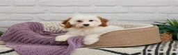 Cavapoo dogs for sale: Emerald  - Ad 5