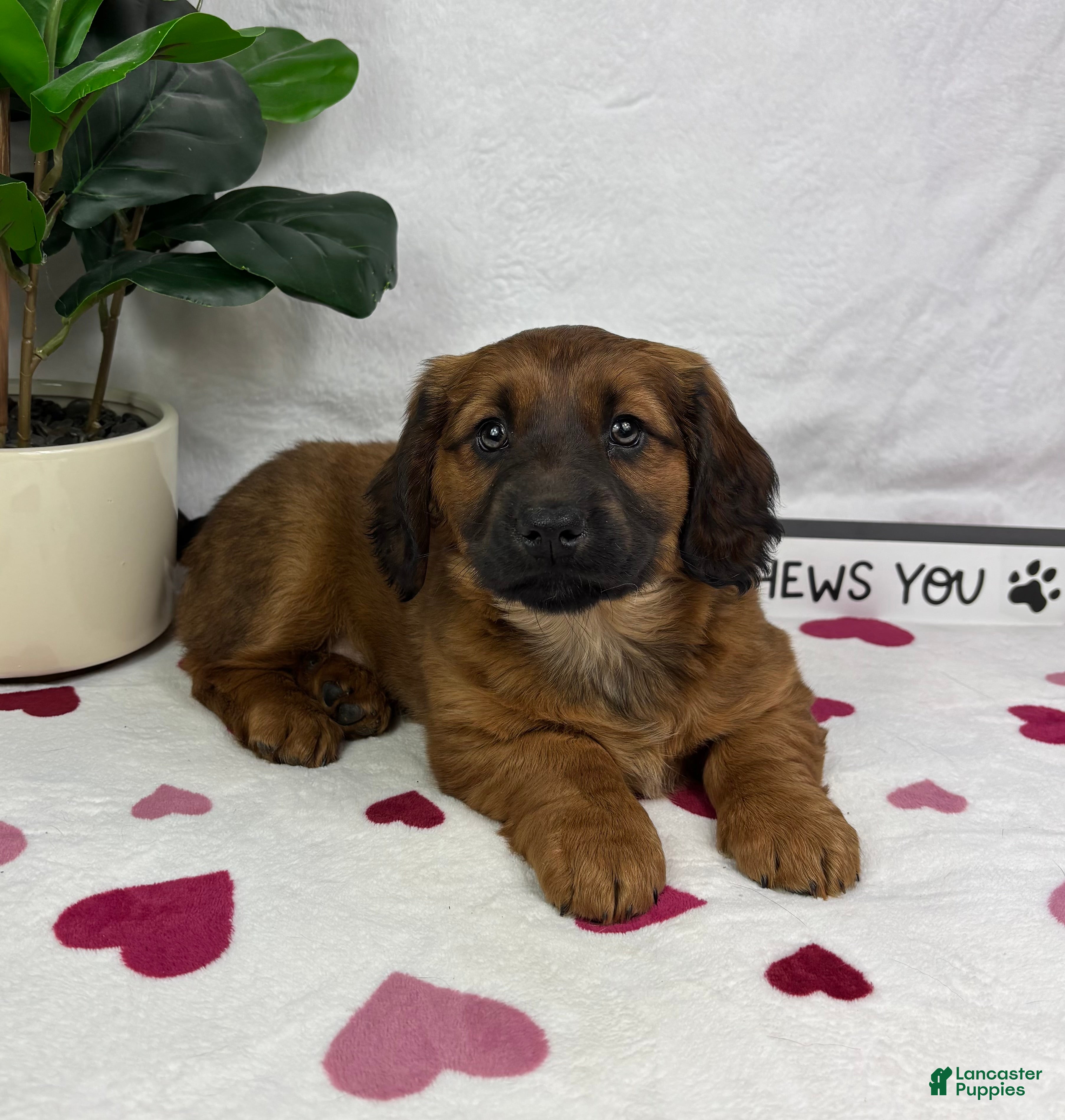 Dachshund dogs Danny - Ad 37