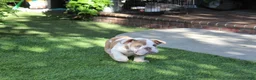English Bulldog dogs for sale: English Bulldog Puppy 1 - Ad 3