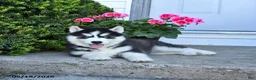 Pomsky dogs for sale: Roxie  - Ad 3
