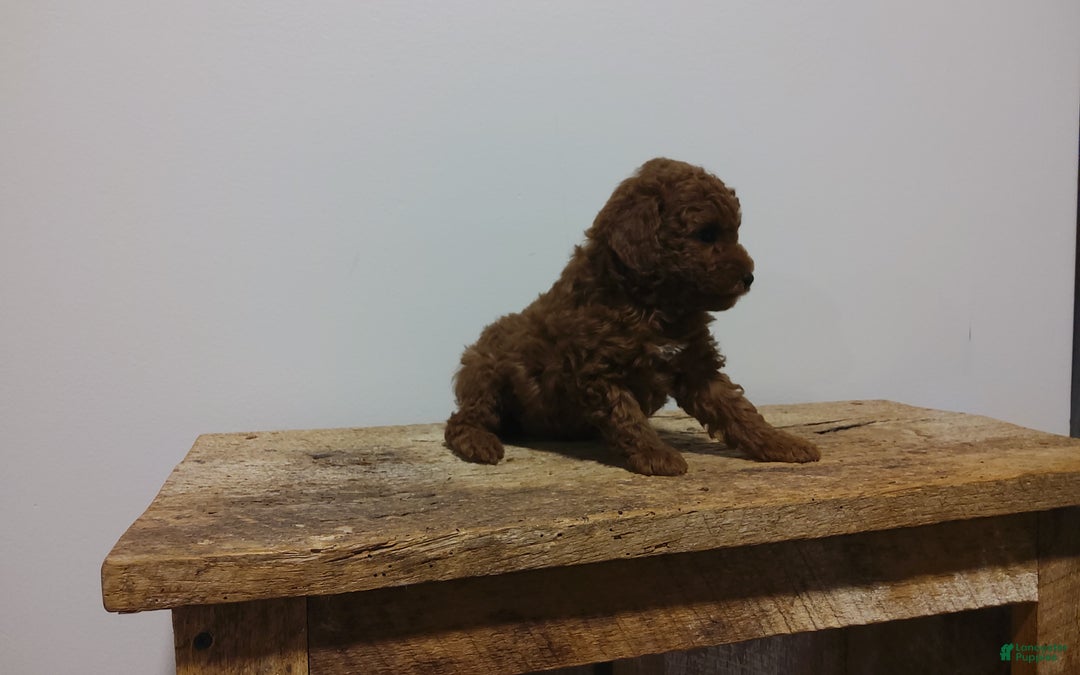 Miniature Poodle dogs for sale: Miniature Poodle Puppy 4 - Ad 5