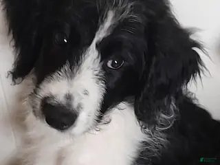 Bordoodle dogs Bordoodle Puppy 2 - Ad 7