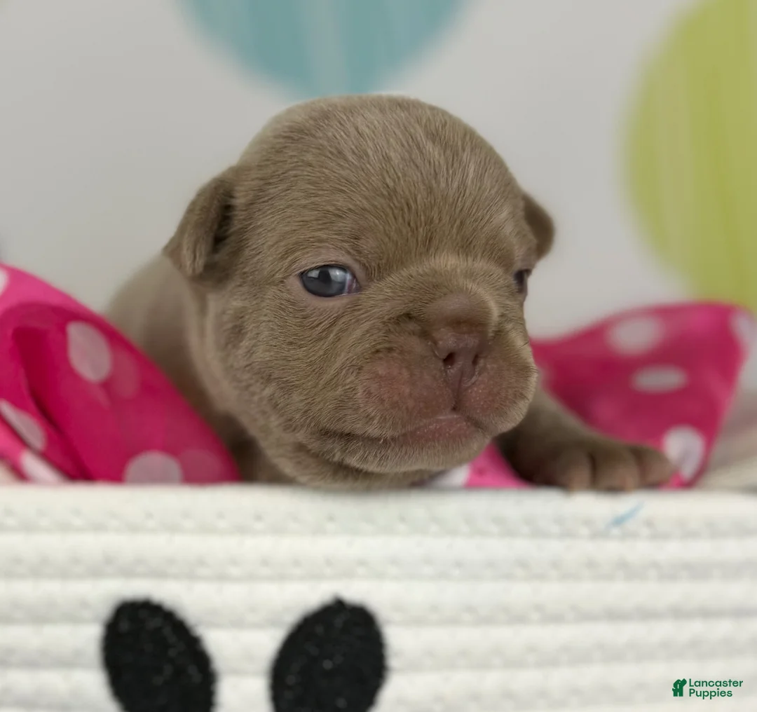 Frenchton dogs for sale: Lola-DNA OFA - Ad 1