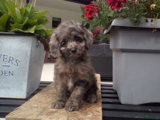 Cockapoo dogs - Ad 11