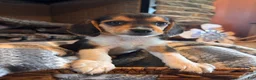 Beagle dogs for sale: Luna - Ad 4