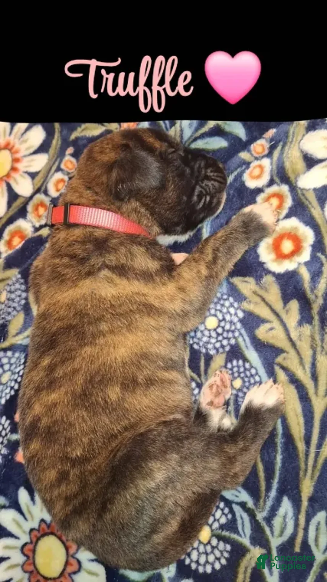 English Mastiff dogs for sale: Truffle - Brindle English Mastiff Puppy - Ad 4