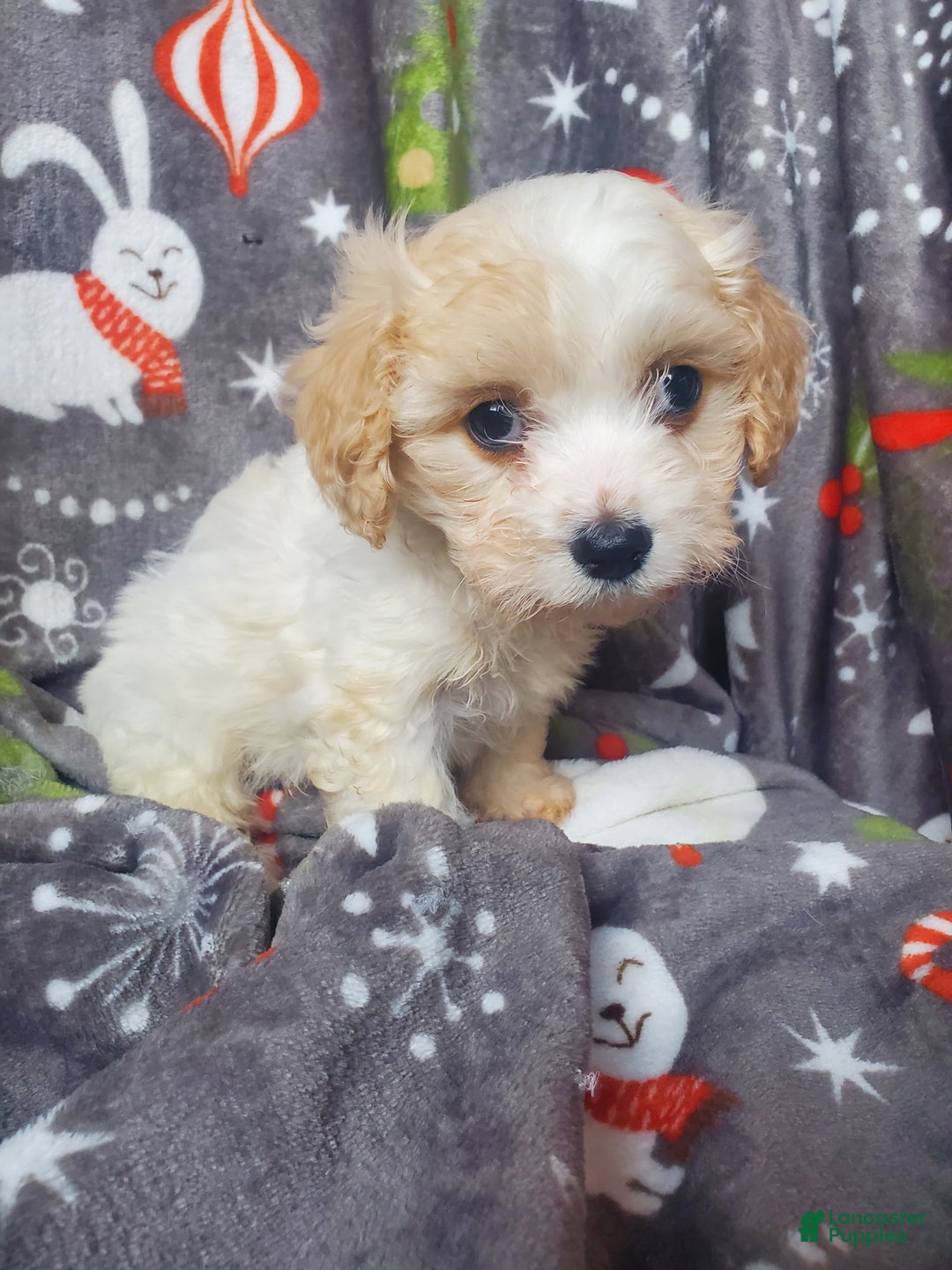 Cavachon dogs for sale: Nash - Ad 5