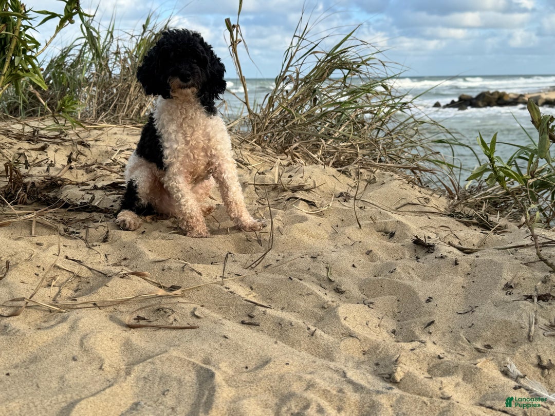 Toy Poodle dogs for sale: Isobel - Ad 1