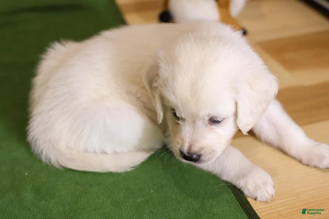 Golden Retriever dogs for sale: Magnolia - Ad 1