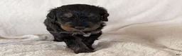 Mixed Breed dogs for sale: Jean Luc - Ad 9