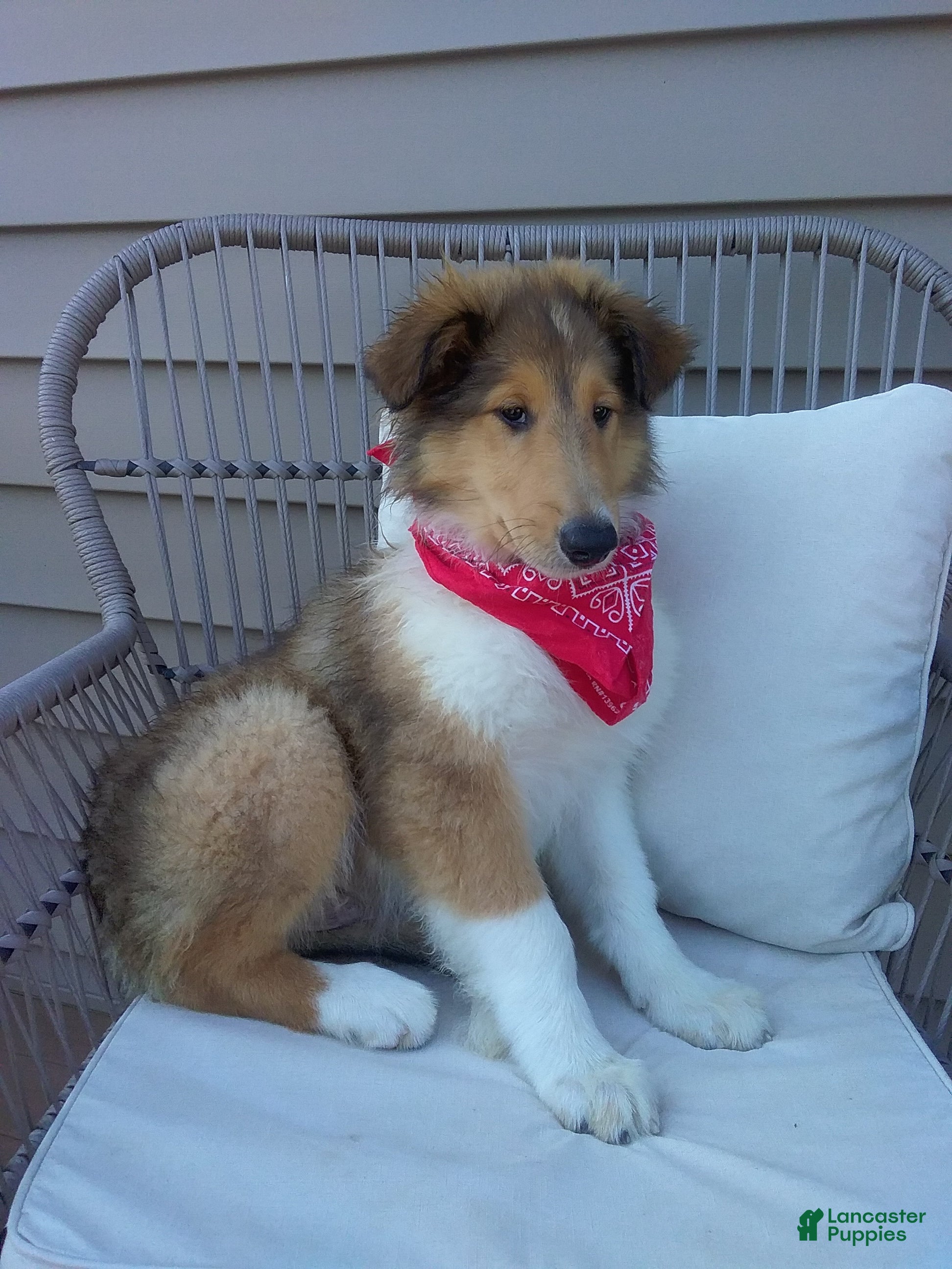 Collie dogs Milo - Ad 1
