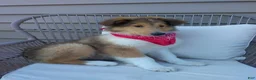 Collie dogs for sale: Milo - Ad 1