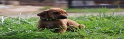Rhodesian Ridgeback dogs for sale: Flint - Ad 4