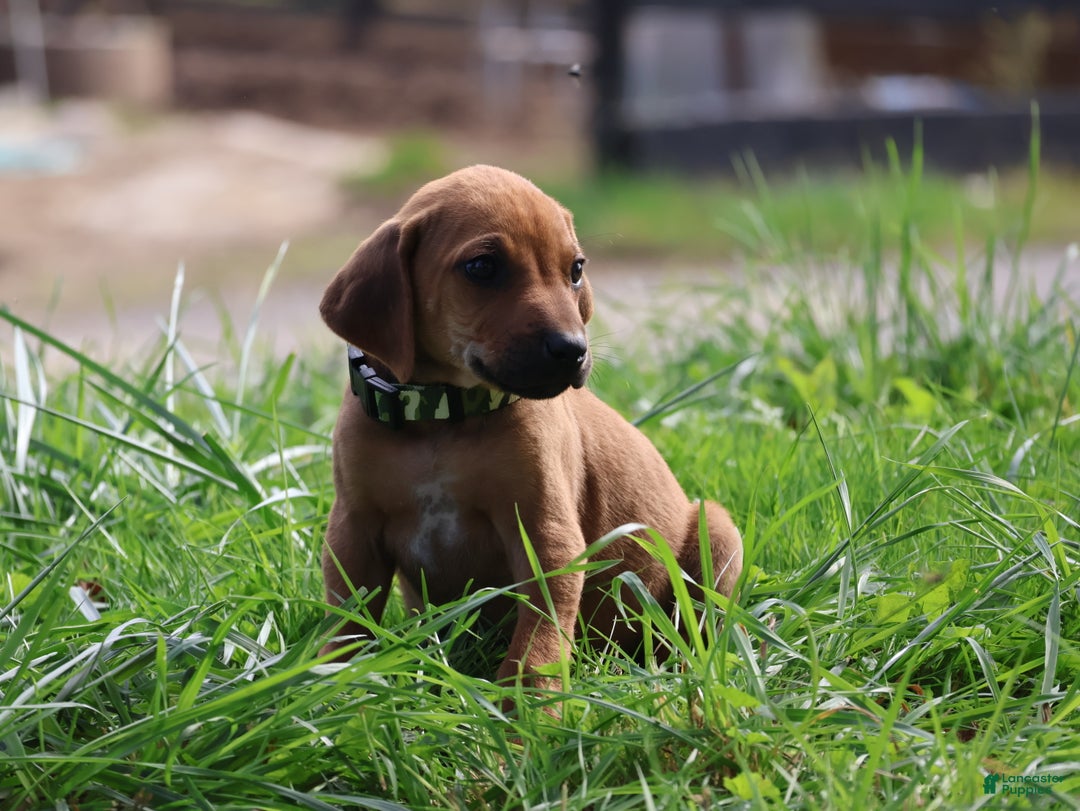 Rhodesian Ridgeback dogs for sale: Flint - Ad 4