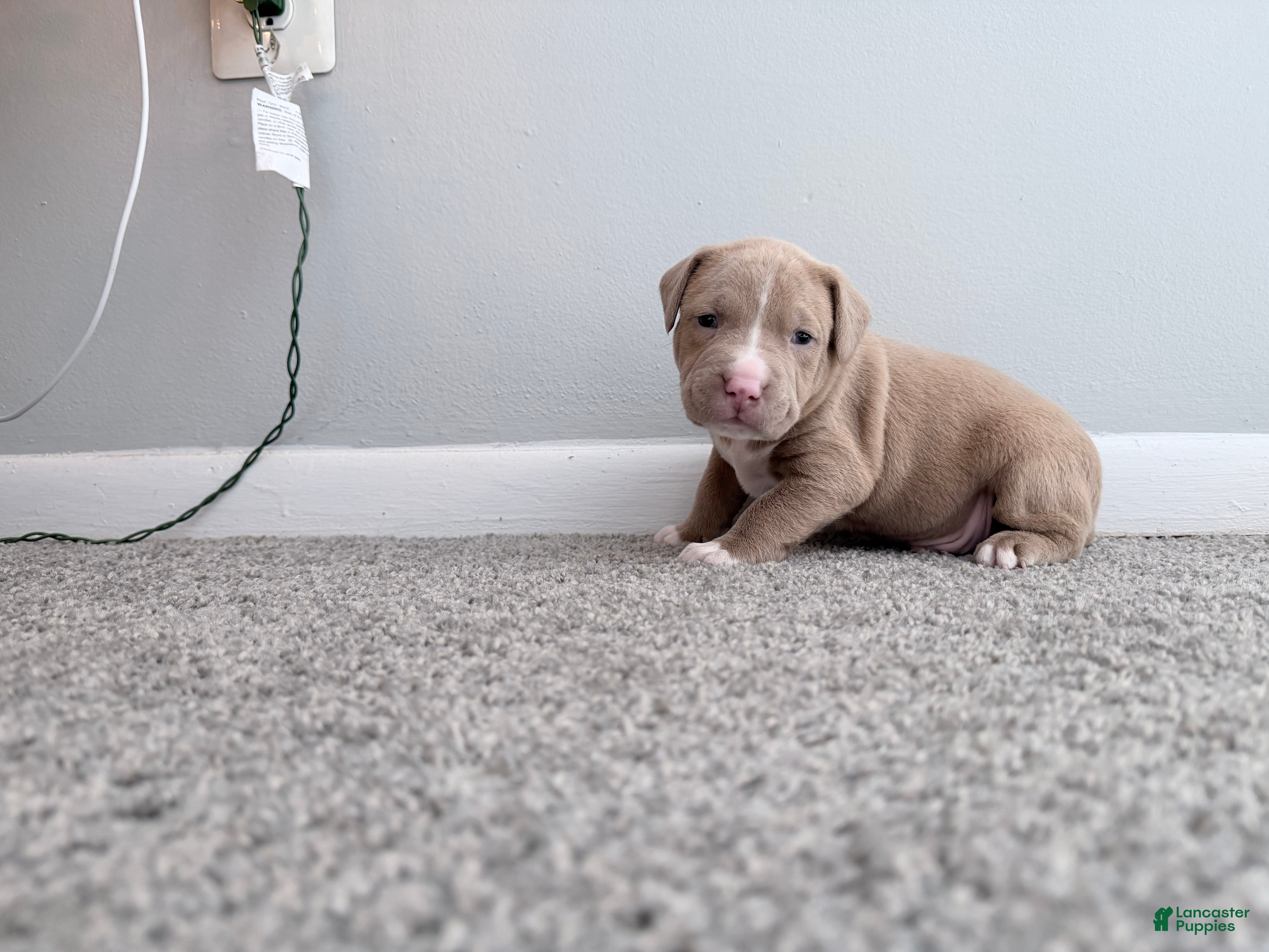 American Pit Bull Terrier dogs Tank - Ad 20