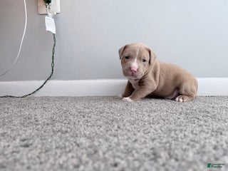 American Pit Bull Terrier dogs Tank - Ad 14