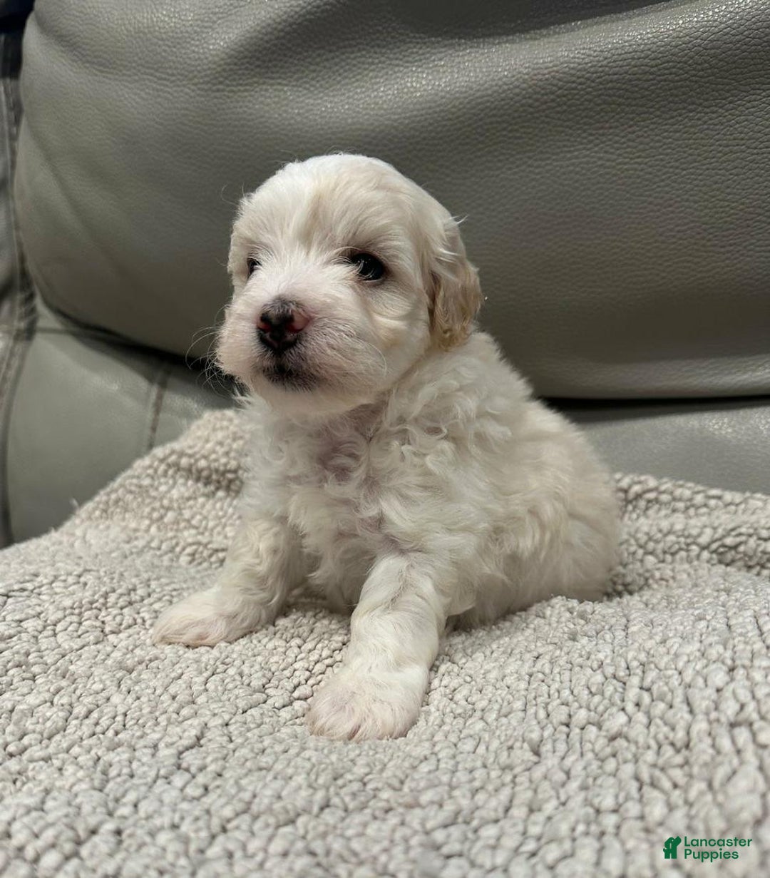 Maltipoo dogs for sale: Joel - Ad 7