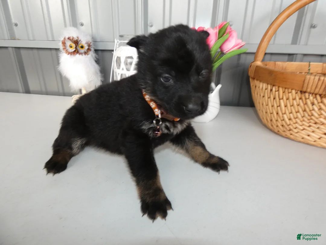 German Shepherd dogs for sale: German Shepherd Puppy 7 Rye - Ad 2