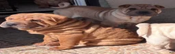 Shar Pei dogs for sale: Sweet Fluffy Girl - Ad 7
