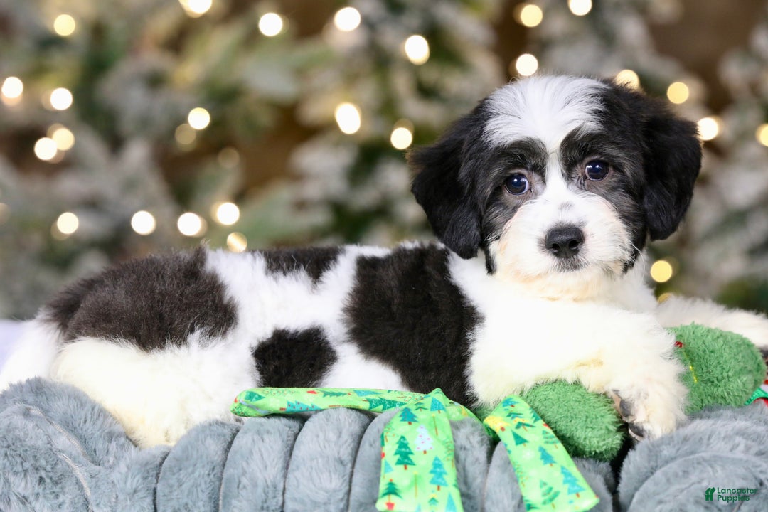 Teddy Bear dogs for sale: Elfie - Ad 20