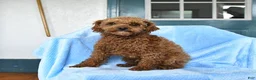 Miniature Poodle dogs for sale: Micky - Ad 4