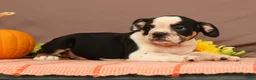 Beabull dogs for sale: Wyatt - Ad 4