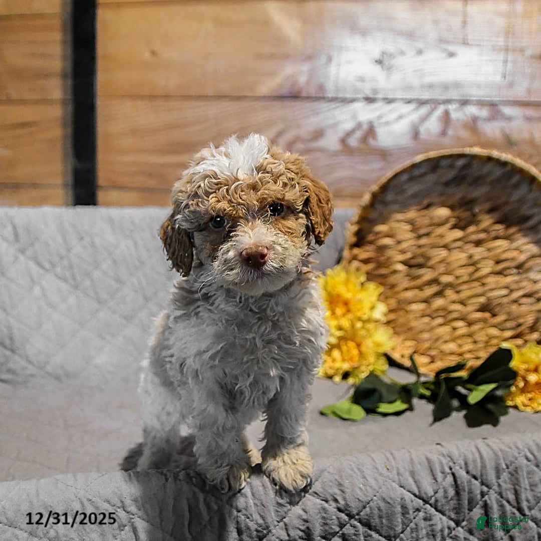 Mini Goldendoodle dogs for sale: Sugar - Ad 2