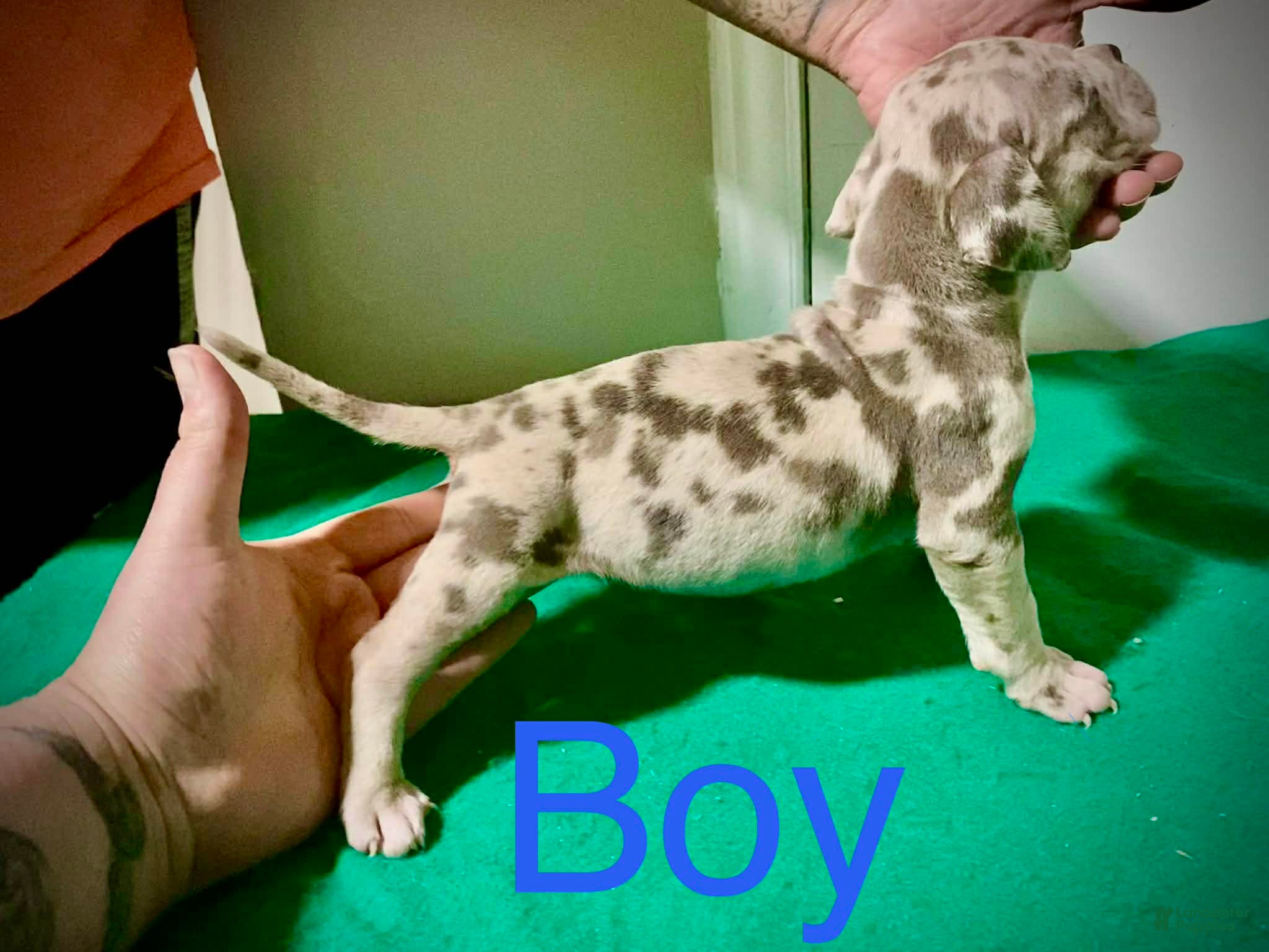 American Bully dogs American Bully Puppy 2 - Ad 38