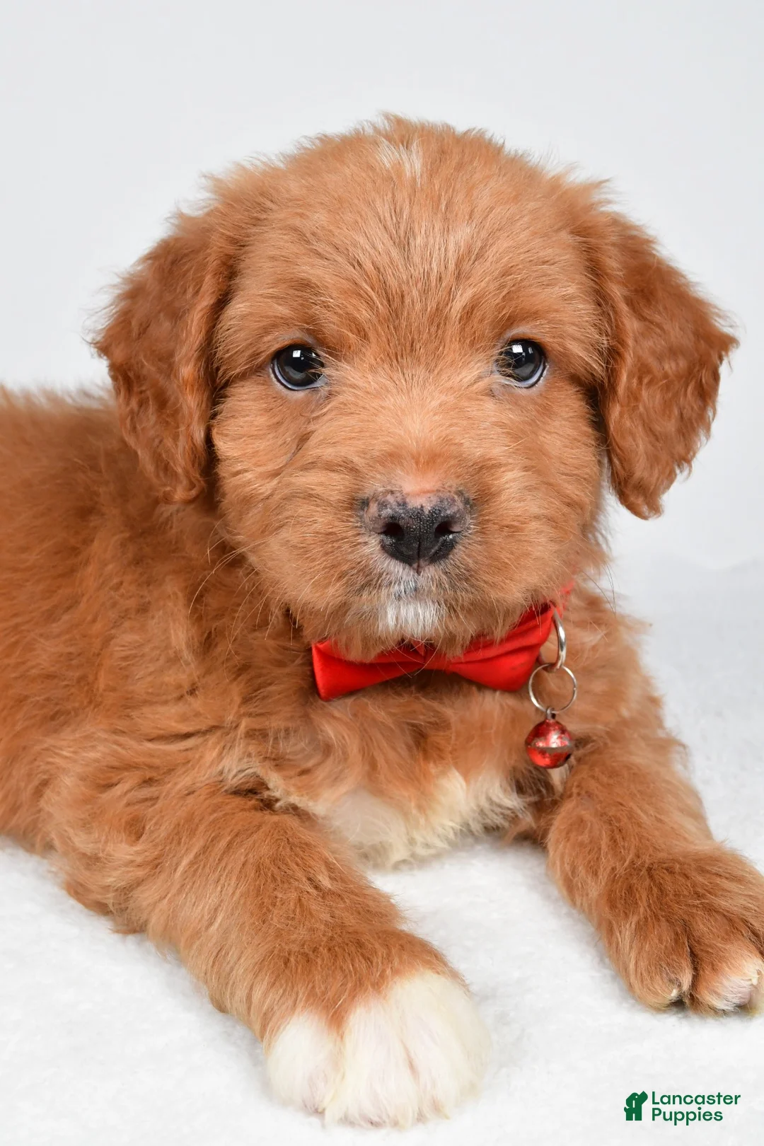 Mixed Breed dogs for sale: Tatum - Ad 2