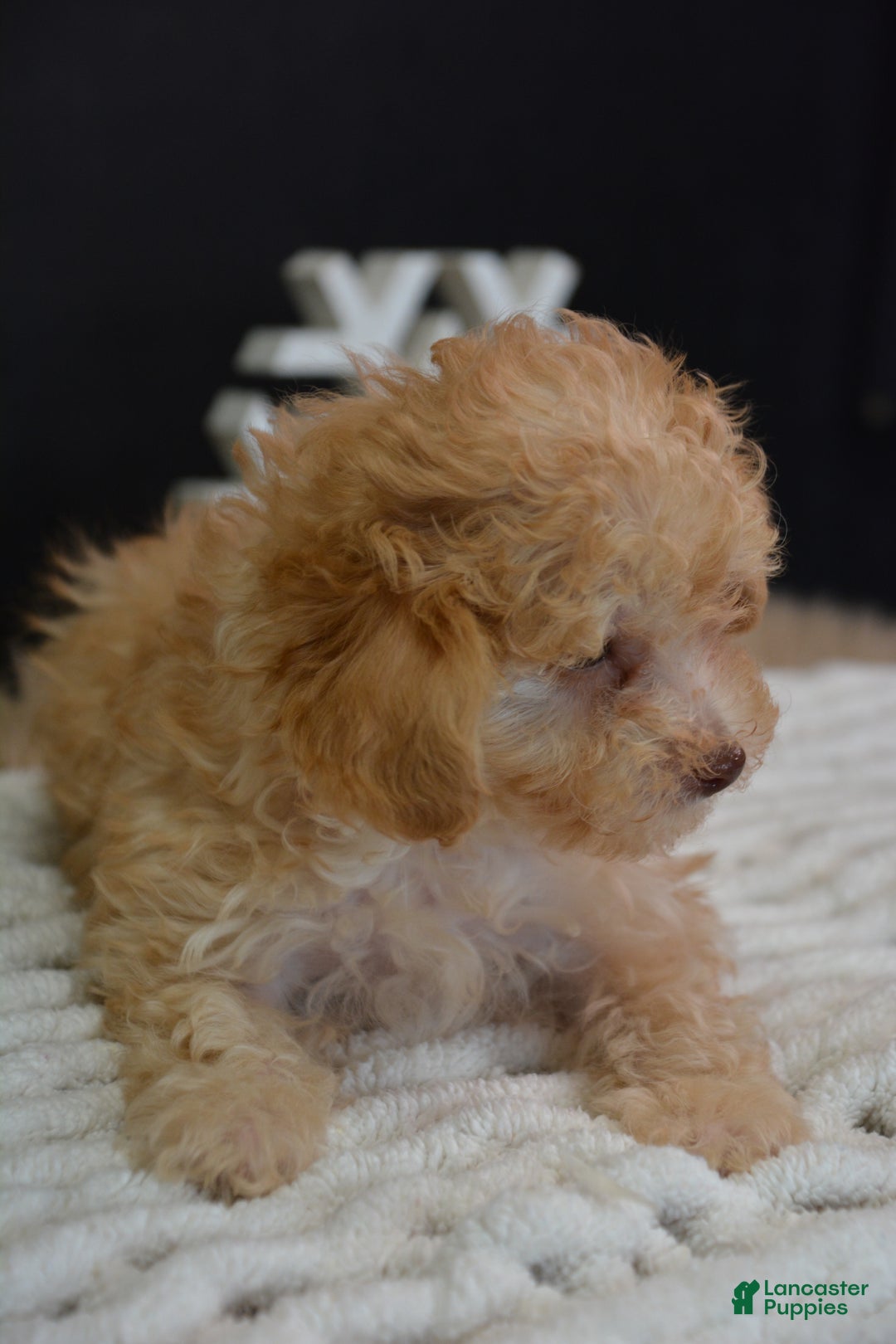 Toy Poodle dogs for sale: Duke - Ad 11