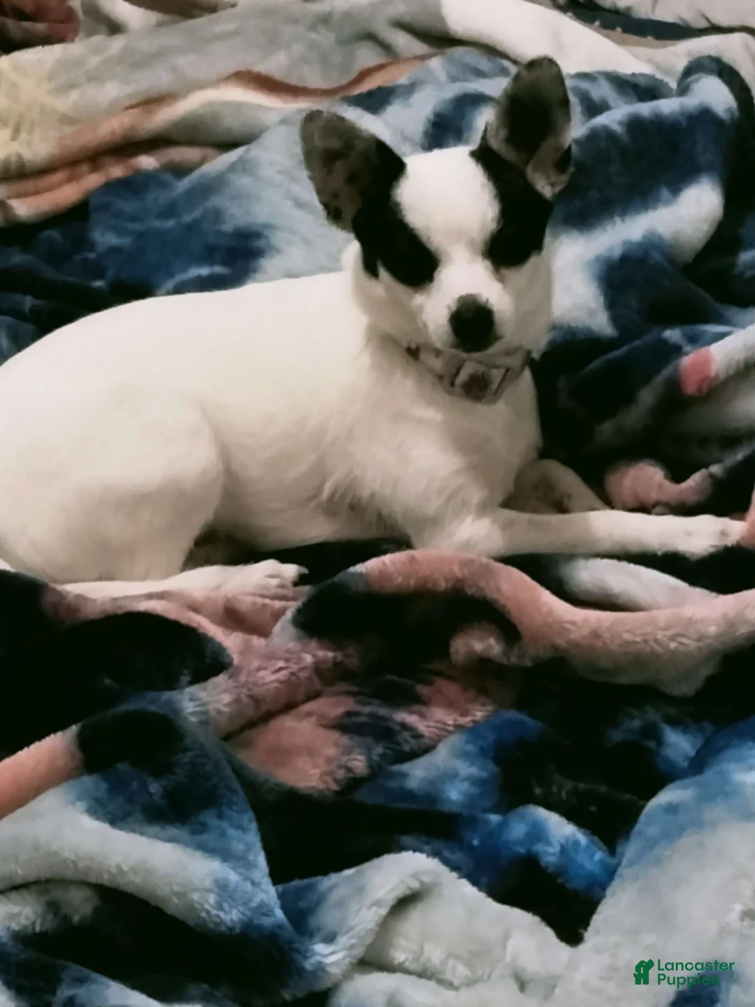 Chihuahua dogs for sale: Colton - Ad 5