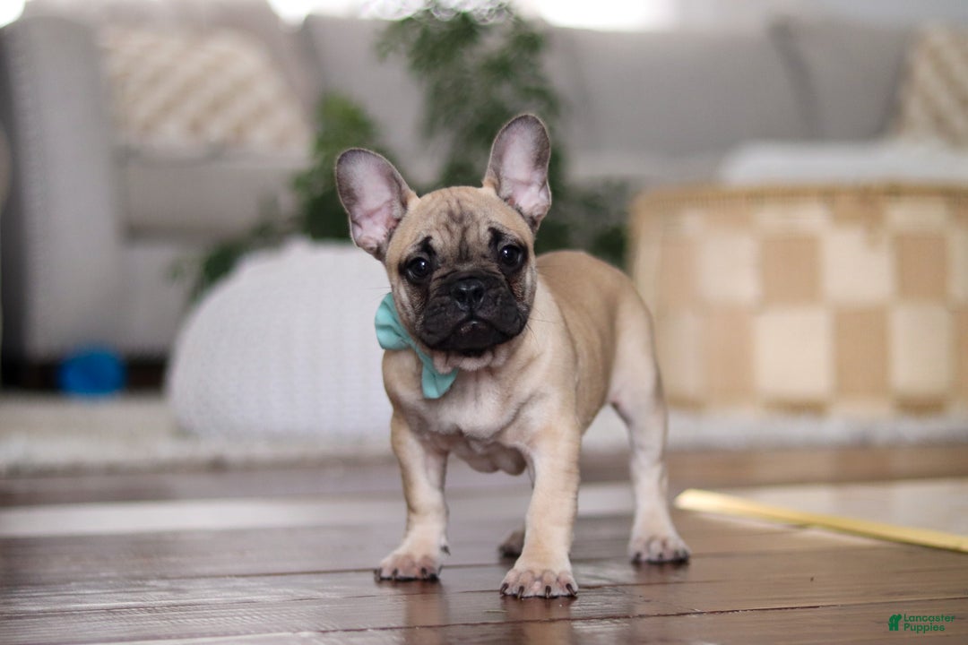 French Bulldog dogs for sale: Spencer - Ad 5