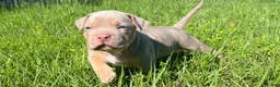 American Bully dogs for sale: American Bully Puppy 2 - Ad 8